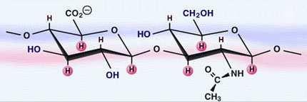 Obr. 12 Chemická struktura hyaluronanu [19] 2.5.2 Metabolismus hyaluronanu Metabolismus kyseliny hyaluronové je velmi dynamický.