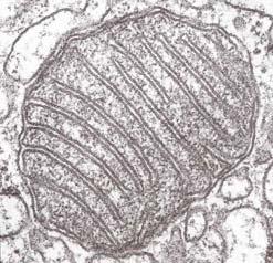 3.2.2. Mitochondrie Mohou být kulového nebo protáhlého tvaru. Dosahují šířky 0,5 1 µm při délce až 10 µm. Jsou obklopeny dvojitou membránou.