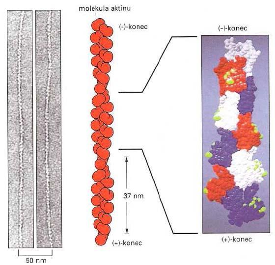 Obr. 4 Fotgrafie a schéma aktinového vlákna [1] 4.1.2. Intermediální filamenta (střední filamenta) Svým průměrem 10-12 nm se nachází na rozmezí mikrofilament a mikrotubulů.