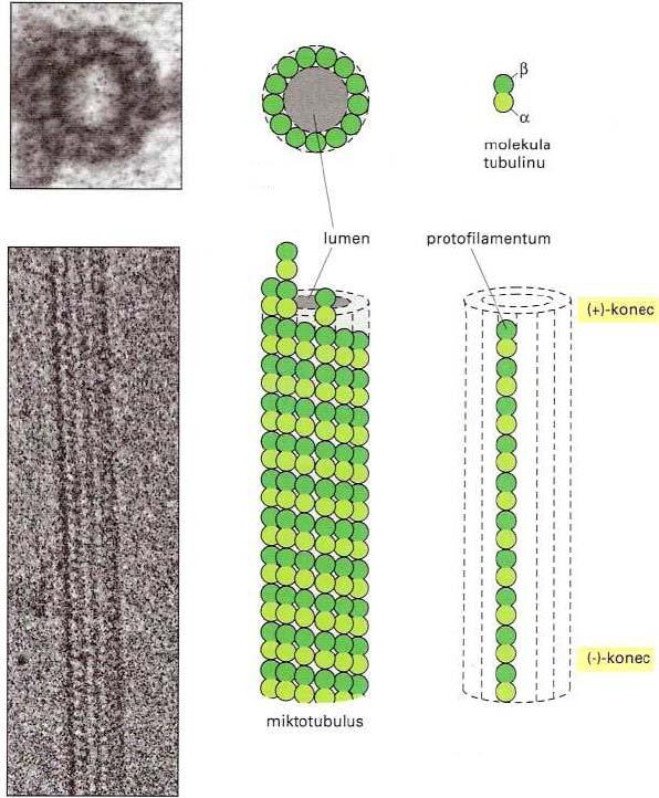 4.1.3. Mikrotubuly S průměrem 30 nm jsou největší strukturální proteiny. Jsou to dlouhé duté, málo ohebné válce. Tvoří je molekuly tubulin. Tento se skládá ze dvou proteinů: α-tubulin, β-tubulin.