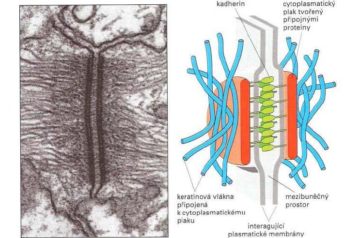 Na vnitřní straně membrány jsou k úponové ploténce ukotvena intermediální filamenta.