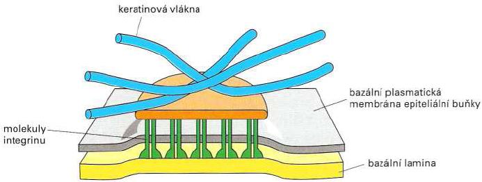 Obr. 10 Schéma nexu [1] 4.2.2. Vazby s mezibuněčnou hmotou Hemidesmosom Buňky musí být často ukotveny ke tkáním, které leží pod nimi. Takové spojení je realizováno pomocí hemidesmosomu.