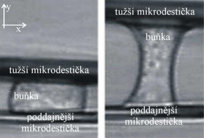 5.1.2. Globální metody Microplate manipulation Pomocí této metody se určují mechanické vlastností buňky jako celku.