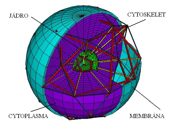 Obr. 22 Celkový model geometrie buňky 8.2. Model materiálu buňky 8.2.1. Model materiálu cytoskeletu Prvky cytoskeletu jsou modelovány jako lineárně elastický materiál.