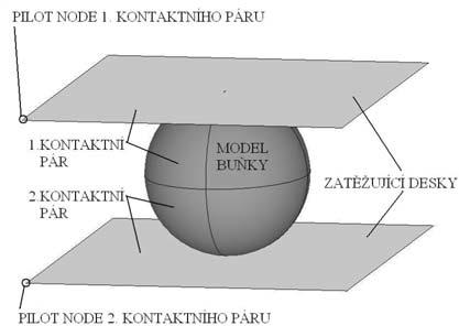 Tzn., že tyto plochy jsou označeny jako TARGET plochy v modifikaci RIGID. Plochy na povrchu modelu buňky, které jsou přilehlé k těmto tuhým plochám, jsou označeny jako CONTACT plochy.