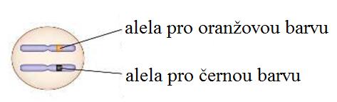 různou alelou má za následek