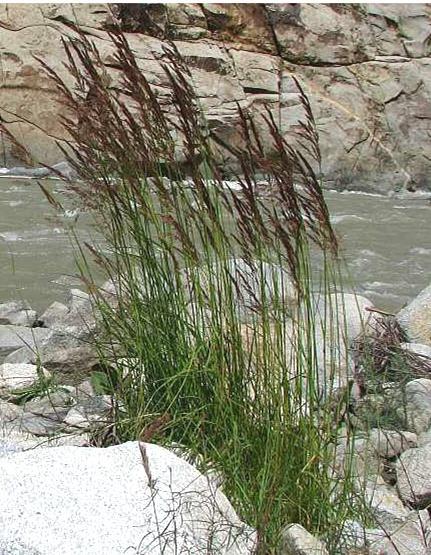 ramosissimum), třtina pobřežní (Calamagrostis pseudophragmites), vrba šedá a lýkovcová (Salix eleagnos, S. daphnoides).