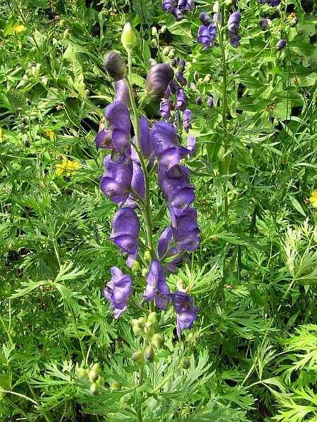 Aconitum firmum moravicum http://www1.