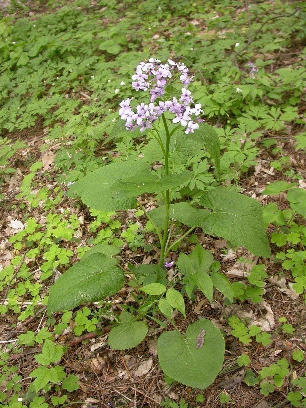 Lunaria redivia