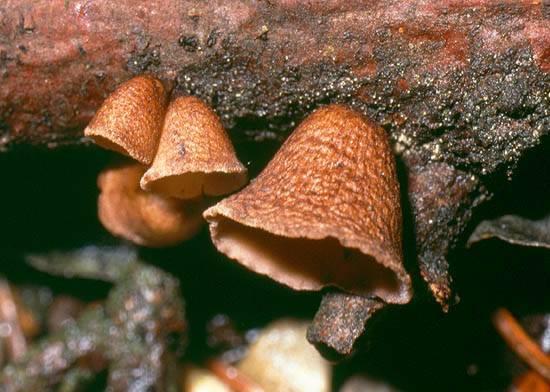 šupinovka ježatá číšovec náprstkovitý Flóra a vegetace Mykoflóra http://132.203.244.9/webchamp http://home.arcor.de/guenter.