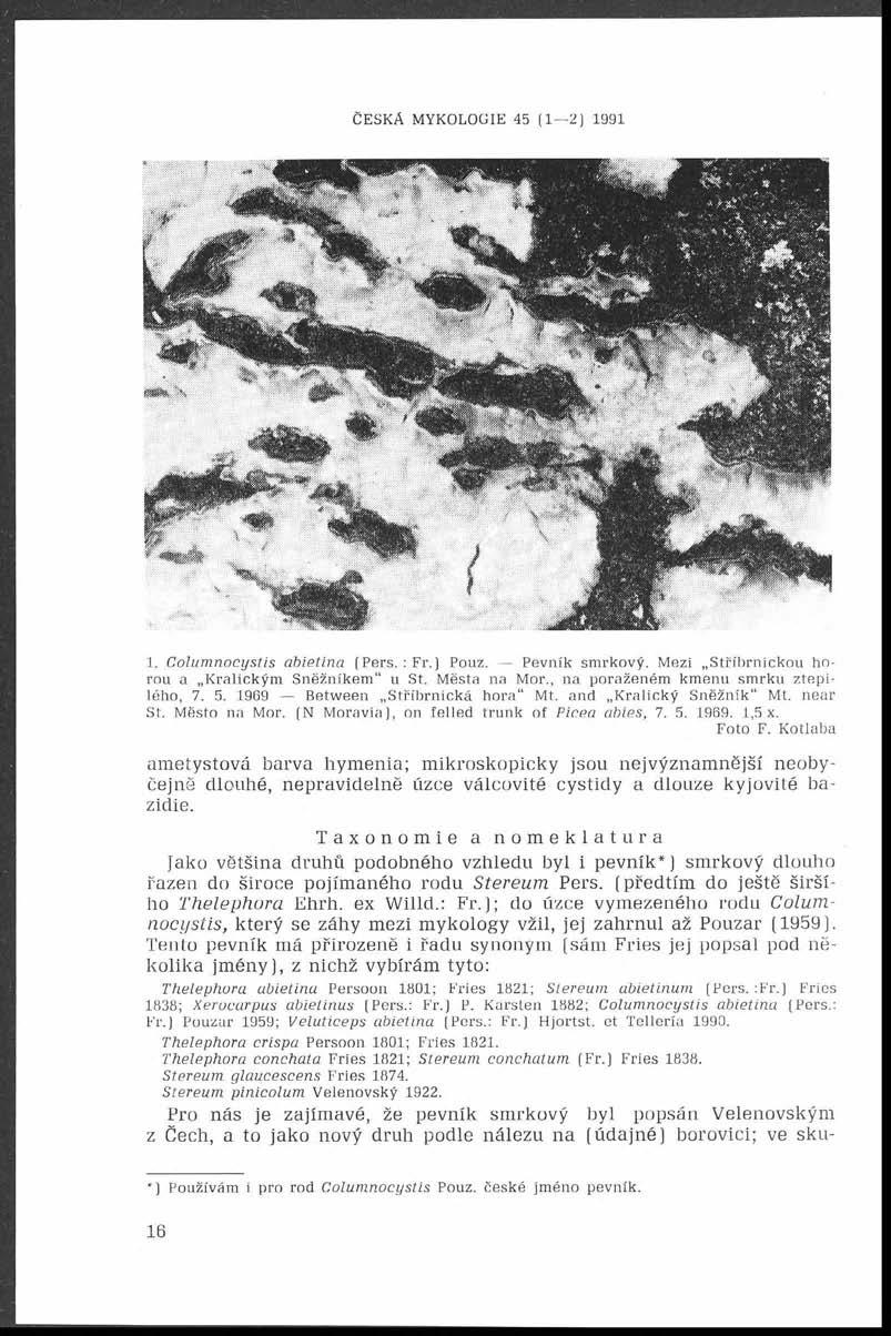 ----- ČESKA MYKOLOGIE 45 (1 2) 1991 1. C olu m n ocy stis a b ietin a (Pers. : Fr.) Pouz. Pevník smrkový. Mezi Stříbrnickou horou a Kralickým Sněžníkem u St. Města na Mor.