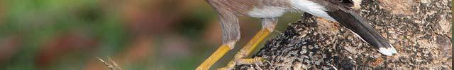 paradiseus) Čeleď: Lemčíkovití (Ptilonorhynchidae) - 20 druhů,