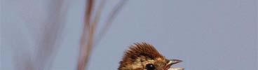 strnad rákosní (Emberiza