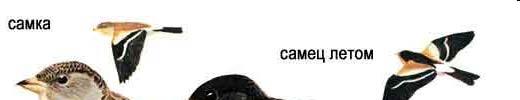 Čeleď:
