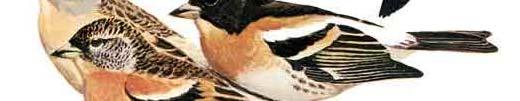 (Fringillidae) -
