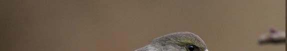 no birdsvoices.