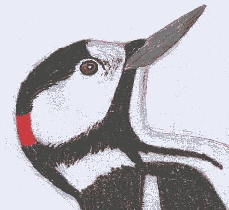 Řád: ŠPLHAVCI (Piciformes) - stromoví ptáci, šplhavá (zygodaktylní)