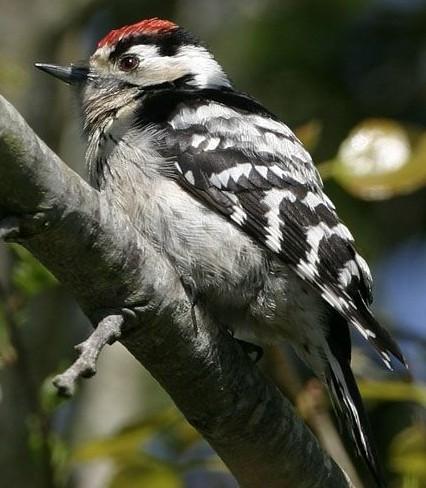 (Dendrocopos medius)