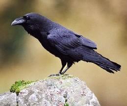 Č: Krkavcovití Corvidae