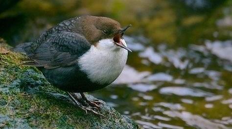 Č: Skorcovití Cinclidae - zavalití pěvci, vázaní