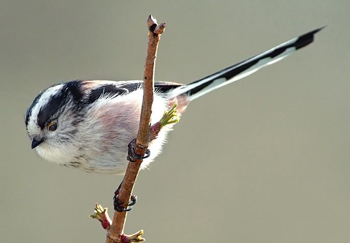 Č: Mlynaříkovití Aegithalidae - drobní