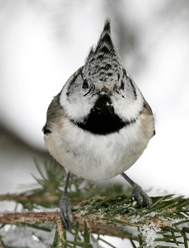 (Parus
