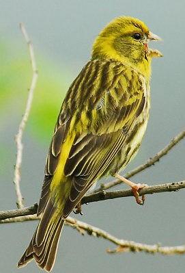 montifringilla)