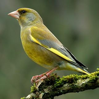 (Chloris chloris)