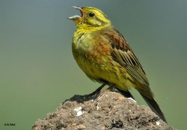 Č: Strnadovití Emberizidae - menší pozemní