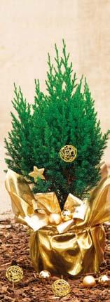 Jalovec čínský s dekorací Juniperus chinensis Stricta objem květináče,5 l. OBI č.