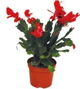 891950 13 cm 99,- Kč OBI č. 89313 15 139 šetříte 35 % Věncovec květnatý Stephanotis prů.