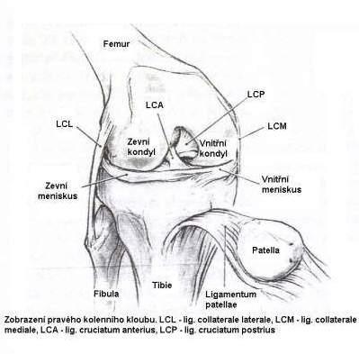 2 SOUČASNÝ STAV 2.1 Anatomie kolenního kloubu Kolenní kloub, articulatio genus, je kloub složený. Jedná se o nejsložitější a největší synoviální kloub. Artikulují zde tři kosti: femur, tibie, patella.