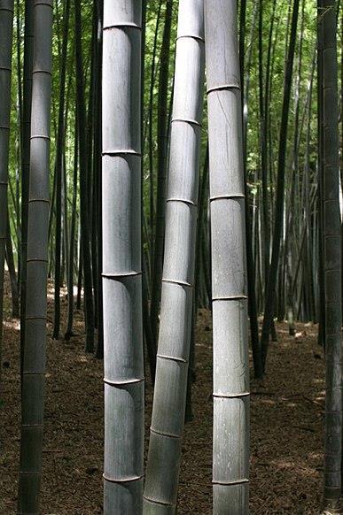 6. Nejrychleji a nejpomaleji rostoucí rostliny 6. 1. Bambus Bambus je souhrnný název pro množství rodů trav z čeledi lipnicovitých vyznačujících se dřevnatými stébly.