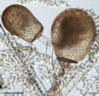 Zygomycota Mucoromycotina Mucor mucedo