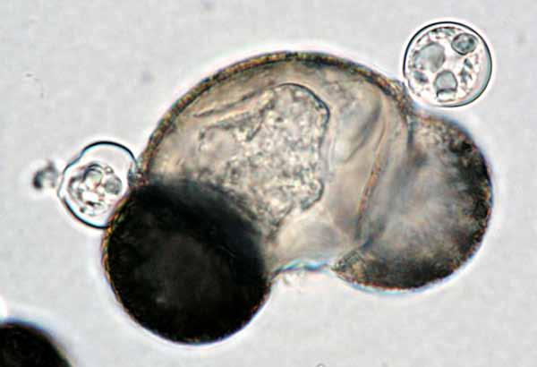 edu/bi/202/fungi/chytridiomycota/chytridiomycota.