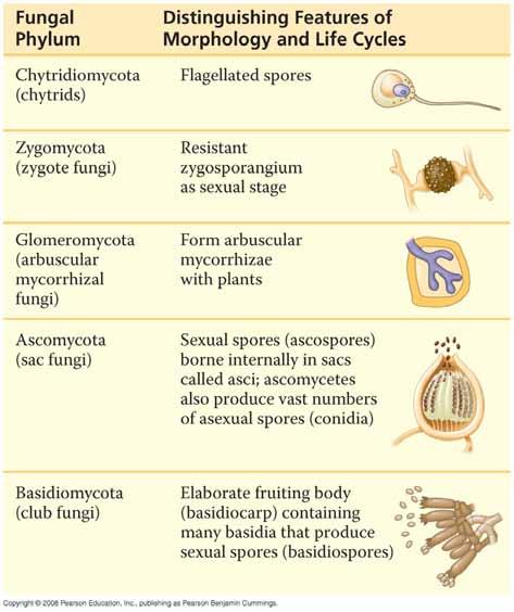 Fungi http://science.kennesaw.