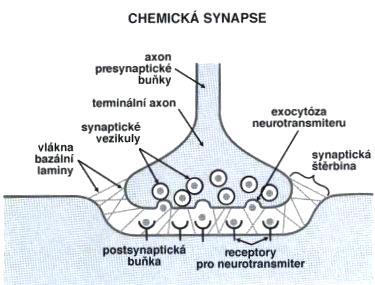 Obrázek 2 Motoneuron s myelizovaným axonem [12] 1.2.1 Synapse Synapsí neboli zápojem nazýváme místo dotyku jednoho neuronu s dalším neuronem, svalem nebo žlázou.