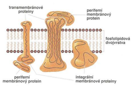 Obrázek 3 Chemická synapse [12]