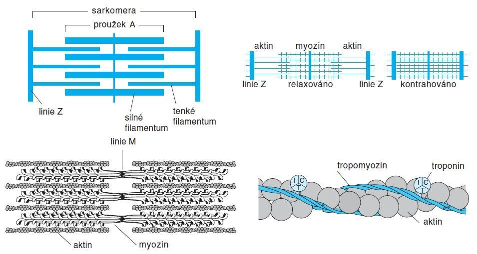 Obrázek 7 Uspořádání aktinových a myozinových filament v kosterním svalu (vlevo nahoře). Zasouvání aktinových filament po myozinu během kontrakce (vpravo nahoře).