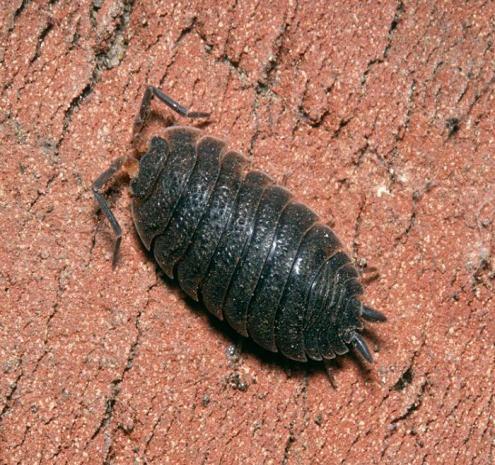 Pohlavní dimorfizmus se projevuje v relativní šířce těla a délce uropodů (převzato z www.biolib.cz) 1.