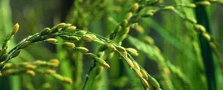 V oblasti genu Sr2 existuje kolinearita (konzervované uspořádání genů) mezi genomem pšenice a rýže použití markerů z rýže k zahuštění genetické mapy pšenice gwm389 Kolineární (orthologní) oblast v