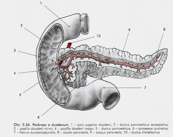 Slinivka vývody ductus pancreaticus Wirsungi sphincter d.p. ampulla hepatopancreatica (m.