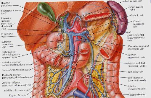 Slinivka (Pancreas) fixace lig. pancreaticosplenicum lig.