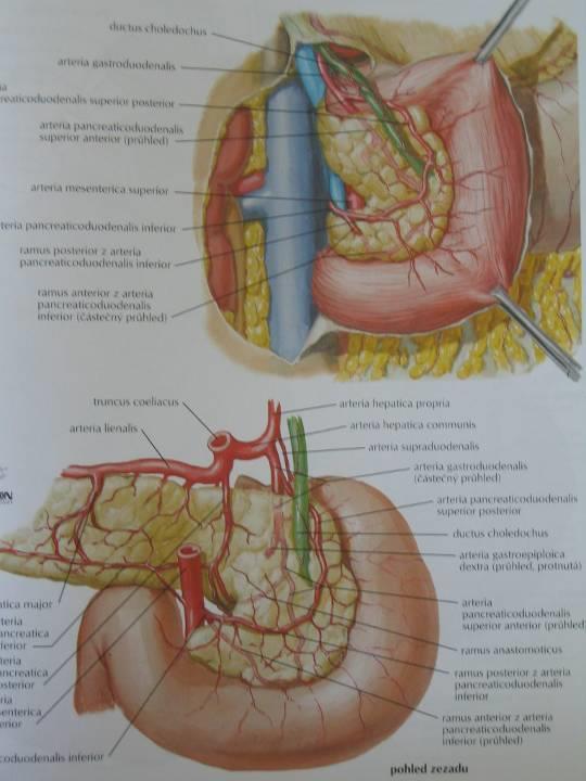 Tepenné anastomózy hlava