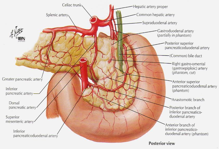 anterior et posterior