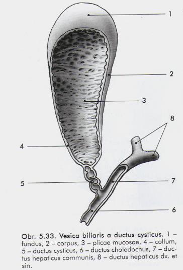 Vesica biliaris / fellea Žlučník 7-10 cm, objem 30-50 ml fundus, corpus, infundibulum, collum ductus cysticus 2-5 cm dlouhý, 3-5