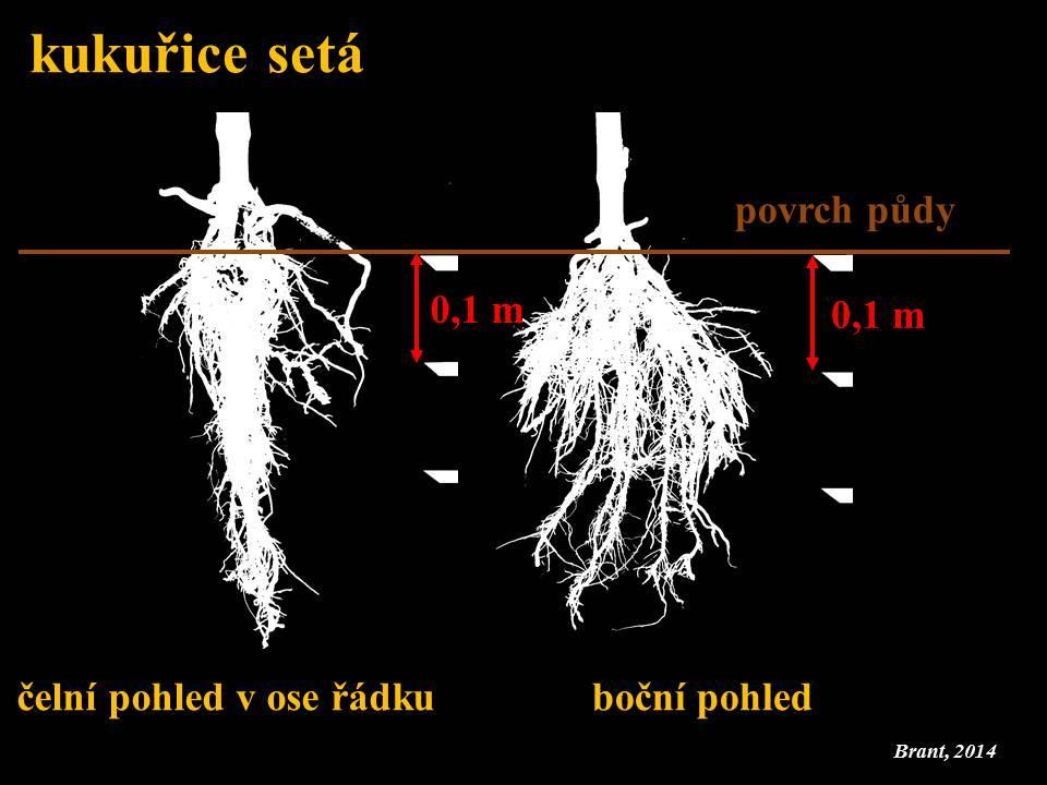 Deformace kořenů Vliv provedení pásového kypření půdy za