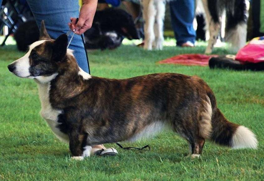 Sirius WELSH CORGI
