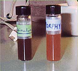 Fykobiliny Lineární tetrapyroly, vznikají oxidačním otevřením tetrapyrolového kruhu ve