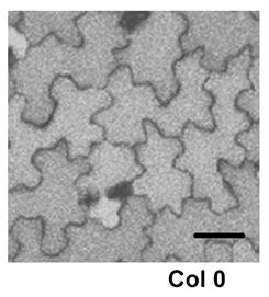 SFZR 18 Xu T et al.